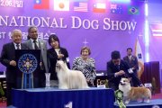 Интернациональная выставка собак CACIB – пуховая сука Olegro Katrin Delta