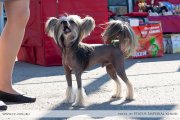 Club Dog Show Candidat in Club Winner – hairless male Exclusive Exotic Dinaburg
