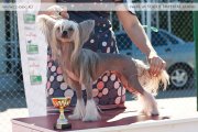 Club Dog Show Candidat in Club Winner – hairless female Kristal Yaniry Brioni