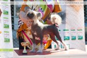 Club Dog Show Candidat in Club Winner – hairless female Azartnaya Ledi Iz Sozvezdiya Psov