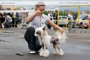Club Dog Show Club Winner – hairless male Olegro Katrin Douphin