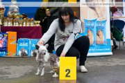 Club Dog Show Club Winner – Russia, Yaroslavl (Jaroslavl)