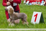 Club Dog Show Candidat in Club Winner – hairless male Lanart Campari Ksolo Club