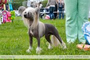 Club Dog Show Candidat in Club Winner – hairless male Angel Look Porter