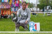 Club Dog Show Candidat in Club Winner – hairless female  A'Loris Nochnaya Nimfa iz Strany Tsvetov