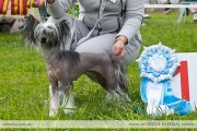 Club Dog Show Candidat in Club Winner – hairless female  A'Loris Nochnaya Nimfa iz Strany Tsvetov