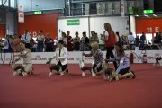 Интернациональная выставка собак CACIB – голая сука Solino's Rive Gauche