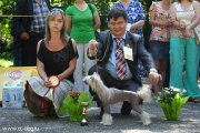 Club Dog Show Candidat in Club Winner – hairless female Tsarskaya Osoba iz Sozvezdiya Psov