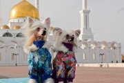 Интернациональная выставка собак CACIB – голая сука Touch Beauty Liberty Wind