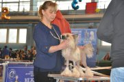 Интернациональная выставка собак CACIB – Беларусь, Минск (Минск)