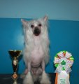Club Dog Show Candidat in Club Winner – Russia, Vladivostok (Primorskiy)