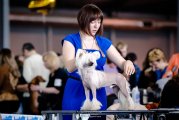 Club Dog Show Club Champion – hairless male Status Imperial Right Choice