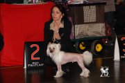 International Dog Show CACIB – hairless male Batiste Von Shinbashi