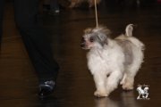 International Dog Show CACIB – female Just Yours Von Shinbashi