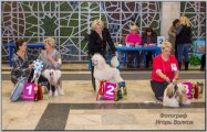 Национальная выставка собак CAC – Россия, Ковров (Владимирская область)