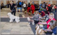 Национальная выставка собак CAC – голый кобель Credo Marini Nibori
