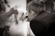 Национальная выставка собак CAC – пуховая сука Credo Marini Cherry Blossom