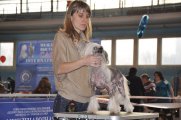 International Dog Show CACIB – hairless male Olegro Katrin Amore Mio