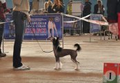 International Dog Show CACIB – hairless female Sofiris Show Amiral De Beshvel