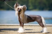 Интернациональная выставка собак CACIB – голая сука Nilufer Molosos Gratzi