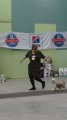 Региональная выставка собак CAC – пуховая сука Bonya iz Doma Tashi