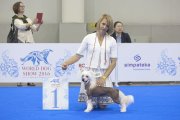 Интернациональная выставка собак CACIB – голый кобель Touch Beauty Likely Option