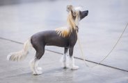 Интернациональная выставка собак CACIB – голая сука Grand Passage Afrodita