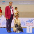 Интернациональная выставка собак CACIB – пуховый кобель Star Level Terpikeravnos