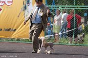 Club Dog Show Club Winner – Russia, Kostroma (Kostroma)