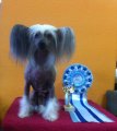 Club Dog Show Candidat in Club Winner – hairless female Sleek Slim Pet-Baby Antalia