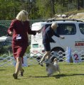 National Dog Show CAC – powderpuff female Absolute Souls Speechless