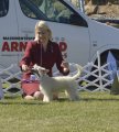 National Dog Show CAC – powderpuff female Forseti's Just My Style