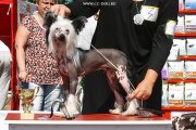 Club Dog Show Candidat in Club Winner – hairless male Status Imperial Zero Hour