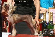 Club Dog Show Candidat in Club Winner – hairless female Vivat Yuslav Zvezda Vostoka