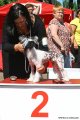 Club Dog Show Candidat in Club Winner – hairless female Status Imperial Zend Avesta