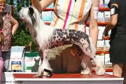 Club Dog Show Candidat in Club Winner – hairless female Mirabel' White Squirrel for Zholesk