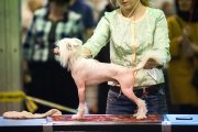 Regional Dog Show CAC – hairless male Golden Is Laif Eliot