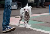 Региональная выставка собак CAC – голая сука Sofiris Show Danzante Chianti