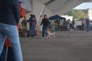 Региональная выставка собак CAC – голая сука Rus Foreva Kimiko