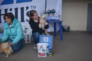Национальная выставка собак CAC – голая сука Rus Foreva Kimiko