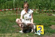 Club Dog Show Candidat in Club Winner – hairless female Zhasmin Chudesnaya Krasavitsa