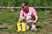 Club Dog Show Candidat in Club Winner – powderpuff female Malyshka Na Million Iz Sozvezdiya Psov