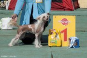Club Dog Show Candidat in Club Winner – hairless female Zlatovlaska Koroleva Bala