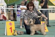 Club Dog Show Candidat in Club Winner – powderpuff female Irgen Gold Twist Dancer Baby
