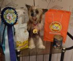 Региональная выставка собак CAC – голая сука Star Show Bon Ami Elis British Queen