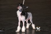 Интернациональная выставка собак CACIB – голый кобель Unchained Melody Princes De La Roses