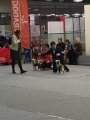 Национальная выставка собак CAC – голая сука Nilufer Molosos Gratzi
