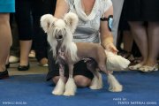 National Dog Show CAC – hairless male Credo Marini Nibori