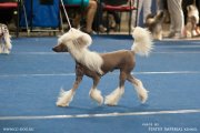 National Dog Show CAC – hairless male Credo Marini Nibori