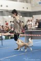 National Dog Show CAC – hairless female Status Imperial Only You
